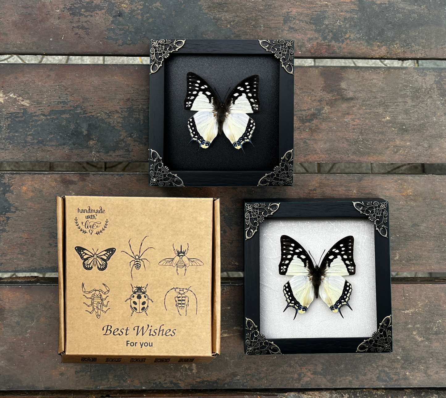 Real Butterfly Framed Taxidermy Insect Collections Gothic Wall Art Decor