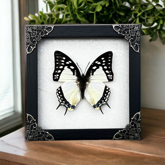 Real Butterfly Framed Taxidermy Insect Collections Gothic Wall Art Decor