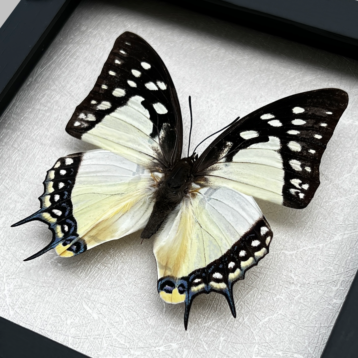 Real Butterfly Framed Taxidermy Insect Collections Gothic Wall Art Decor